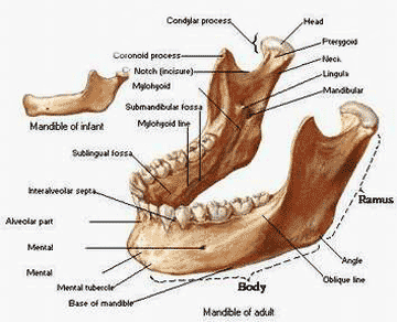 معافیت پزشکی - بخش دوازدهم - فک و دهان و دندان