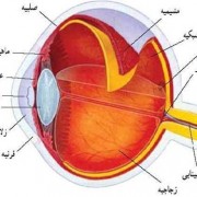 معافیت پزشکی - بخش سیزدهم - چشم و عوارض بینایی