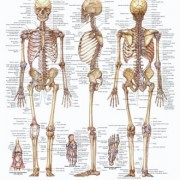 معافیت پزشکی - بخش هشتم - استخوان اسکلت