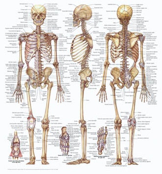 معافیت پزشکی - بخش هشتم - استخوان اسکلت