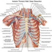 معافیت پزشکی - بخش هفتم - ریه و قفسه صدری