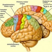 معافیت پزشکی - مغز و اعصاب