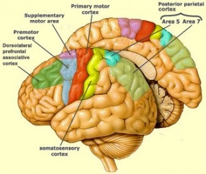 معافیت پزشکی - مغز و اعصاب